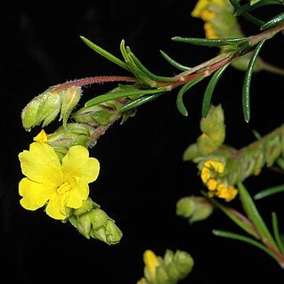 Hibbertia spicata unspecified picture