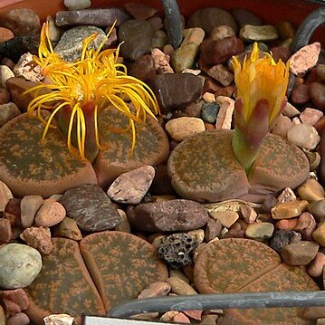 Lithops unspecified picture