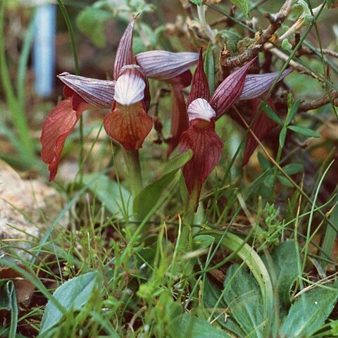 Serapias orientalis subsp. orientalis unspecified picture