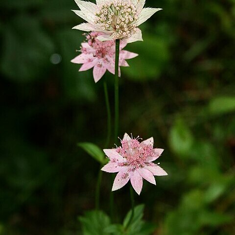 Astrantia maxima unspecified picture