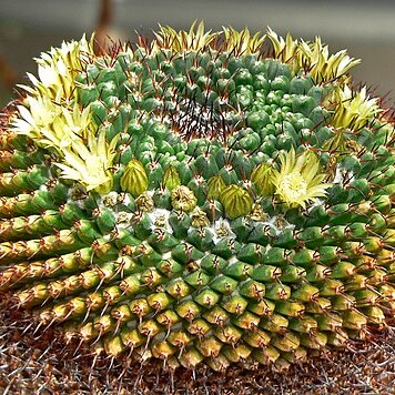 Mammillaria gigantea unspecified picture