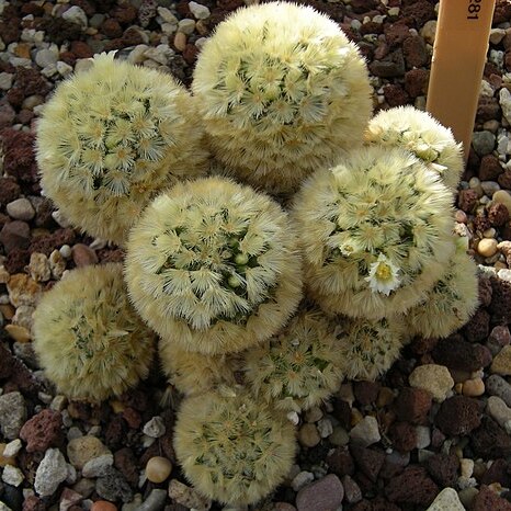 Mammillaria carmenae unspecified picture