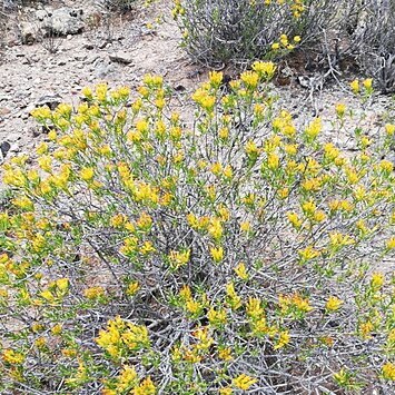 Pteronia paniculata unspecified picture