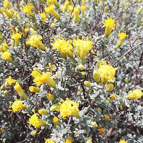 Pteronia incana unspecified picture