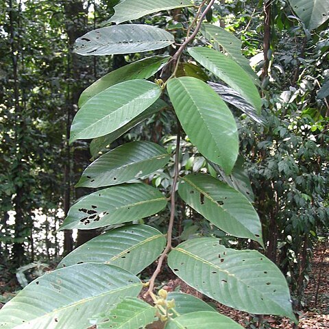 Shorea leprosula unspecified picture