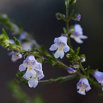 Prostanthera saxicola unspecified picture