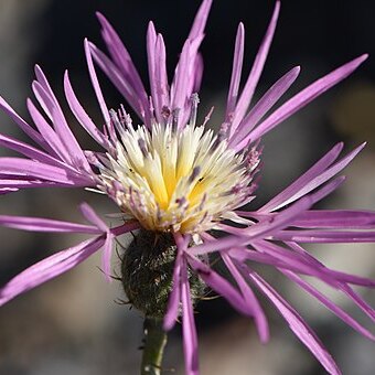 Volutaria muricata unspecified picture