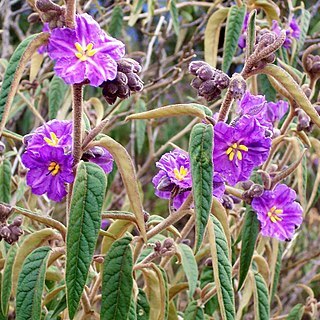 Solanum curvicuspe unspecified picture