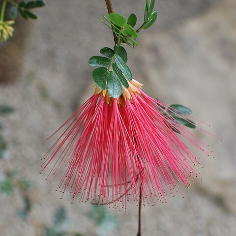 Calliandra purpurea unspecified picture