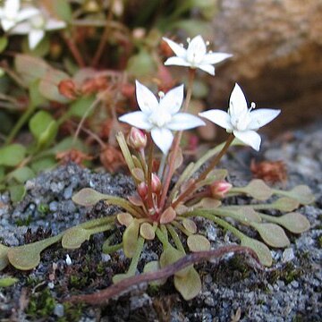 Crassula dentata unspecified picture