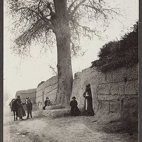 Populus pruinosa unspecified picture