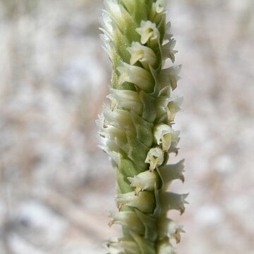 Spiranthes infernalis unspecified picture