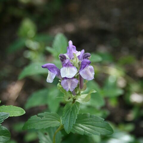 Scutellaria supina unspecified picture