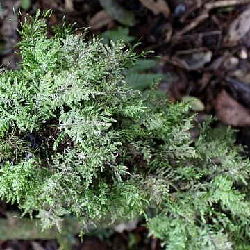 Eurhynchium praelongum unspecified picture