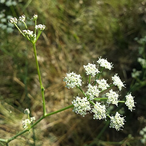 Seseli campestre unspecified picture