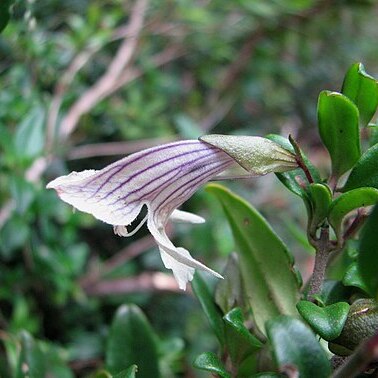 Prostanthera walteri unspecified picture