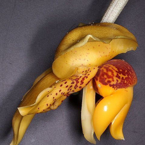 Stanhopea connata unspecified picture