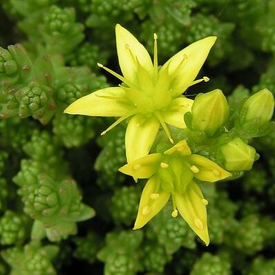 Sedum unspecified picture