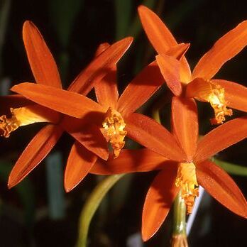 Cattleya angereri unspecified picture