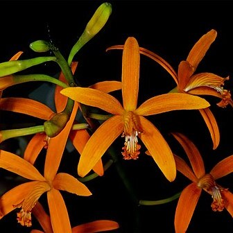 Cattleya mirandae unspecified picture