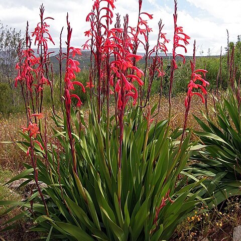 Watsonia fulgens unspecified picture