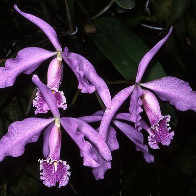 Cattleya maxima unspecified picture