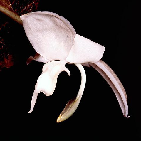 Stanhopea candida unspecified picture