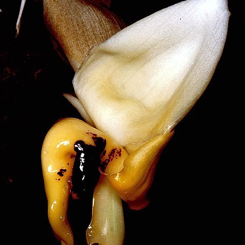 Stanhopea cirrhata unspecified picture