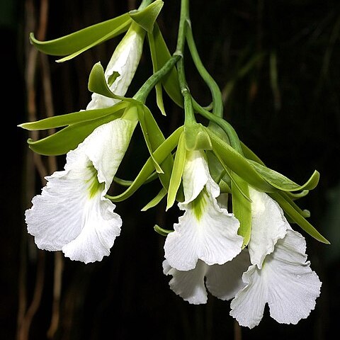 Prosthechea mariae unspecified picture