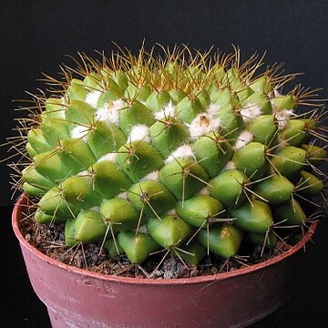 Mammillaria marksiana unspecified picture