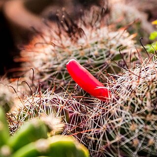 Mammillaria anniana unspecified picture