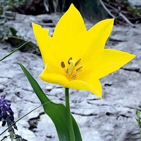 Tulipa hungarica unspecified picture