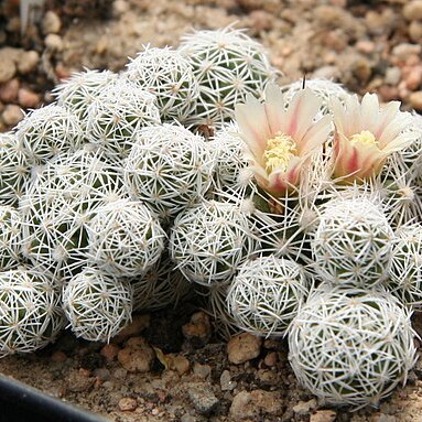 Mammillaria vetula unspecified picture