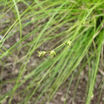 Carex appalachica unspecified picture