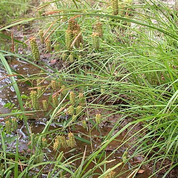 Carex maximowiczii unspecified picture