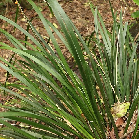 Lomandra spicata unspecified picture