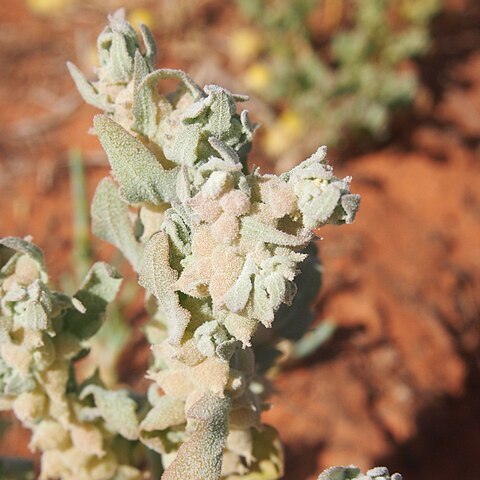 Atriplex spongiosa unspecified picture