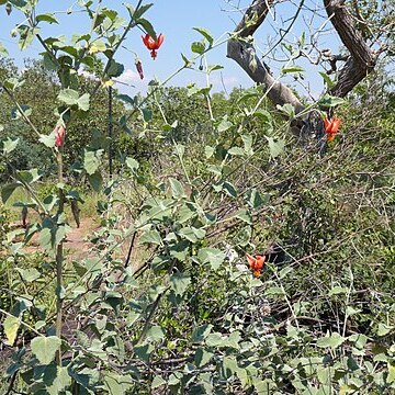 Hibiscus waterbergensis unspecified picture