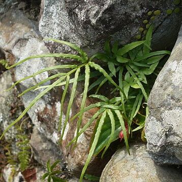 Pteris multifida unspecified picture