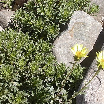 Grindelia ventanensis unspecified picture