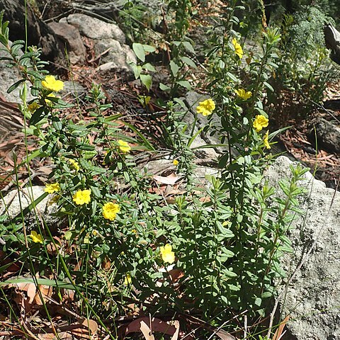 Hibbertia rhynchocalyx unspecified picture