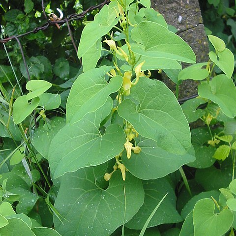 Aristolochia unspecified picture