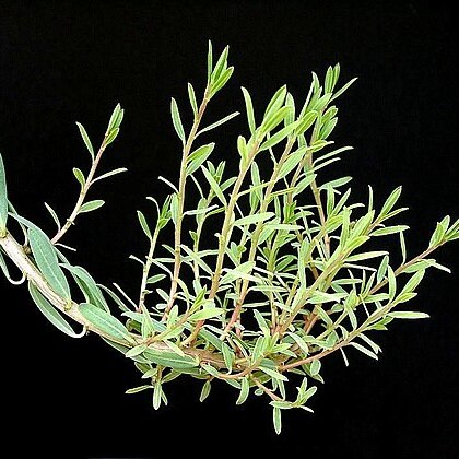 Euphorbia bongensis unspecified picture