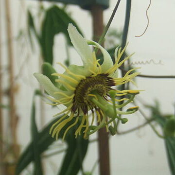 Passiflora xishuangbannaensis unspecified picture