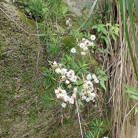 Anaphalioides subrigida unspecified picture