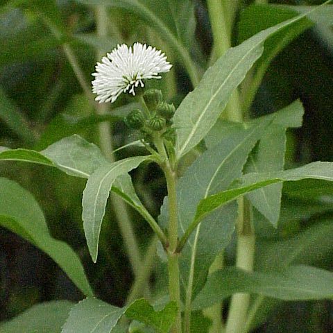 Gymnocoronis unspecified picture