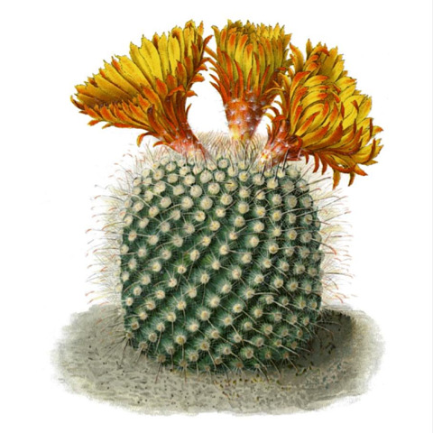 Parodia microsperma unspecified picture