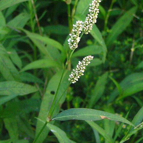 Polygonaceae unspecified picture