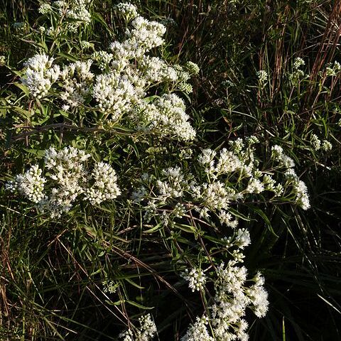 Austroeupatorium unspecified picture