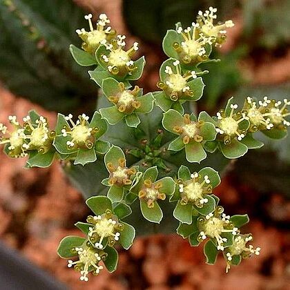 Euphorbia tubiglans unspecified picture